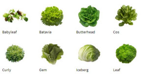 Varietati de salata