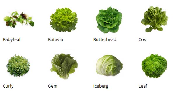 Varietati de salata de la Rijk Zwaan